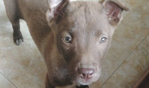 流浪犬在垃圾箱边找东西吃，一双满怀期待的双眼，看得人心酸