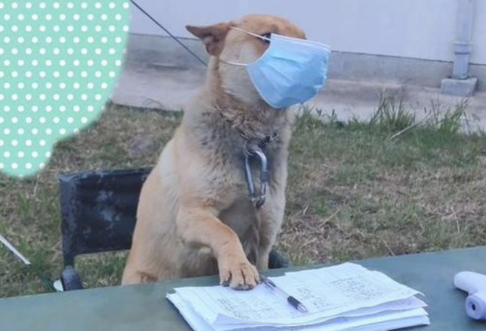 一只狗坐在体温测量点的桌椅上,还一本正经戴着口罩:来登记啦! 一只狗坐在体温测量点的桌椅上,还一本正经戴着口罩:来登记啦!