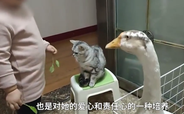 宠物鹅养出感情,送3岁小主人上学不肯离开,网友:可以陪嫁! 宠物鹅养出感情,送3岁小主人上学不肯离开,网友:可以陪嫁!