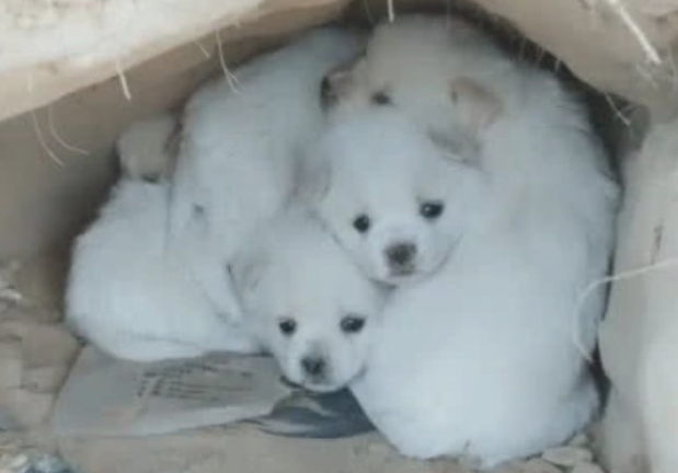 大狗狗看不到了,几个小流浪犬不离不弃,心痛 大狗狗看不到了,几个小流浪犬不离不弃,心痛