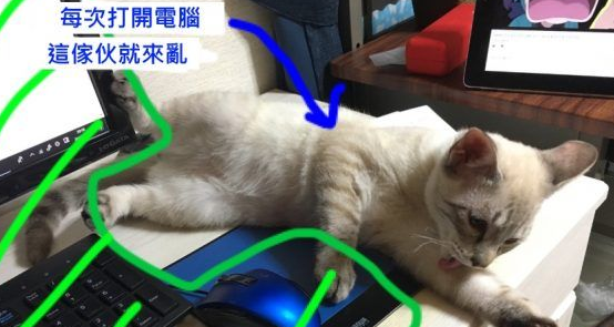 猫奴被主子扰乱工作出大招 成功让猫咪气得牙痒痒 猫奴被主子扰乱工作出大招 成功让猫咪气得牙痒痒