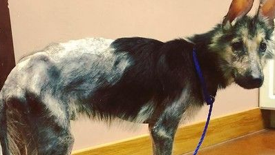 捡回一小坨乱毛状态生物 四个月后变身超帅气德牧