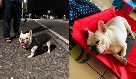 斗牛犬凭着一条不知道从哪租来的舌头，提前准备刚开始C位出道了？