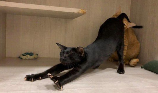 黑猫伸懒腰屁屁督到室友脸上 被督过脸表情超复杂