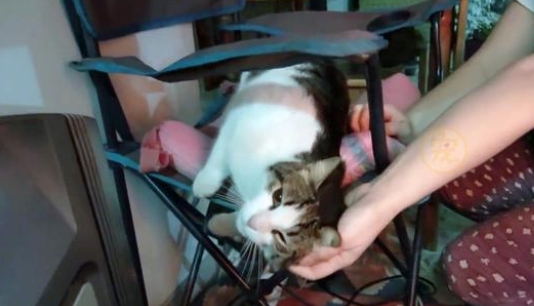 满身积雪的流浪猫，用叫声和人类求助：外面好冷，能让我进去吗？