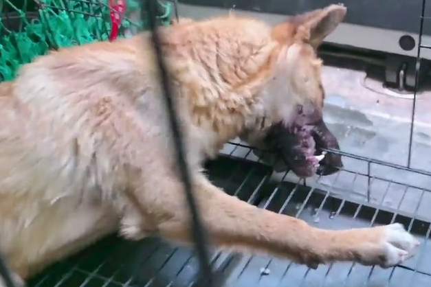 犬瘟加败血症!被抛弃的流浪狗虽遇好心人,可还是因病哀嚎着离去 犬瘟加败血症!被抛弃的流浪狗虽遇好心人,可还是因病哀嚎着离去
