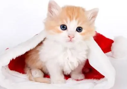 注意了,猫咪有些部位不能随便碰! 注意了,猫咪有些部位不能随便碰!