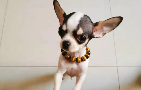 杂交的吉娃娃有何特征?我来告诉你答案!