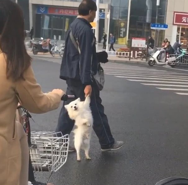 大爷拎着狗横穿马路，狗脸部外露笑容，网友：毫无疑问是偷跑被抓回来的