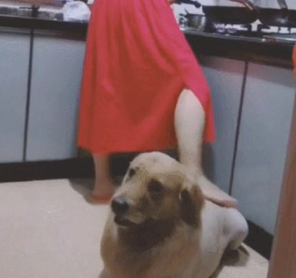 金毛一打雷就怕，主人家还务必宽慰小狗狗，网民：漂亮小姐姐用帮助吗？