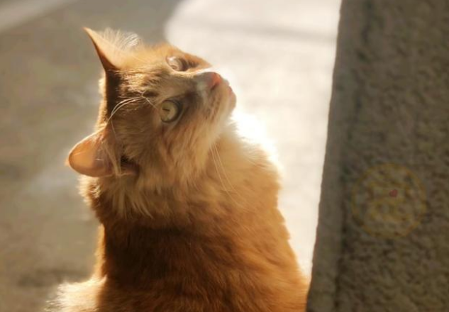 生来只有两条腿的流浪橘猫，惨遭猫妈妈抛弃，如今活得比谁都精彩