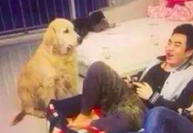 小哥坐着狗窝上打游戏,金毛一脸瞧不起看见他:怪不得你一直单身男女 小哥坐着狗窝上打游戏,金毛一脸瞧不起看见他:怪不得你一直单身男女