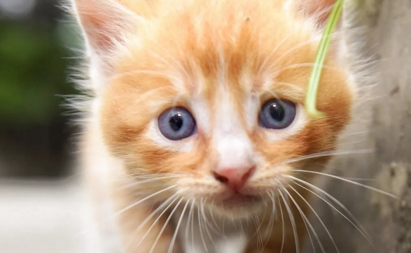 猫咪被蜜蜂蛰了嘴巴该怎么办?铲屎官们快了解一下! 猫咪被蜜蜂蛰了嘴巴该怎么办?铲屎官们快了解一下!