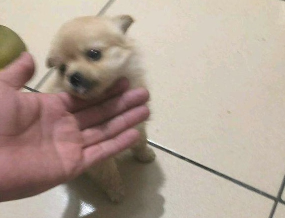 楼梯道捡到只被遗弃的小奶狗，女生本不肯收留，带家后却获得小意外惊喜