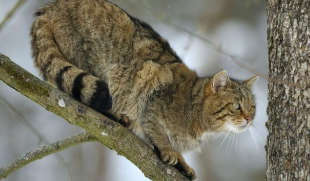 狗比猫忠诚？不知主人已去世，猫咪在医院门口守候数月