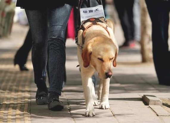 导盲犬扔下主人家独自一人玩耍，是狗狗职业道德规范的缺少，還是另有隐情