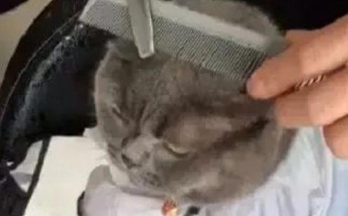这只猫好像成精了，居然能听懂人话！