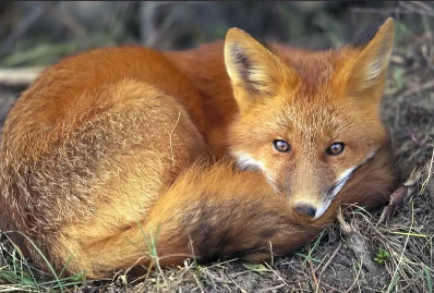 看看赤狐113这只小狐狸精你就知道它们有多可爱了