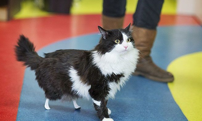 残疾猫咪被安装上假腿 重获新生能跑能跳