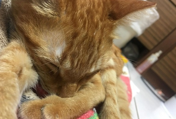 陌生游客伸手摸猫 猫咪被吓坏脱绳走失62天才找回