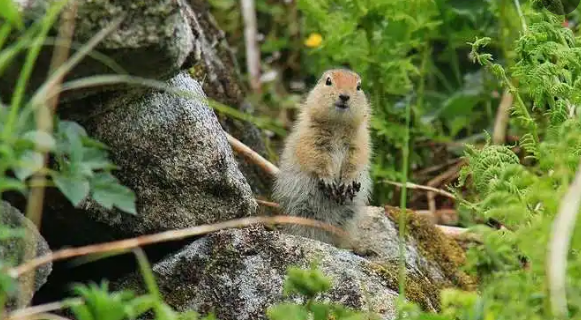 酷似土拨鼠的奥斯古德北极地松鼠,饲养容易吗?