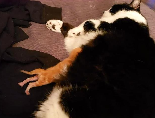 浑身是伤的小橘猫,被救助之后,紧紧的抱住好心人 浑身是伤的小橘猫,被救助之后,紧紧的抱住好心人
