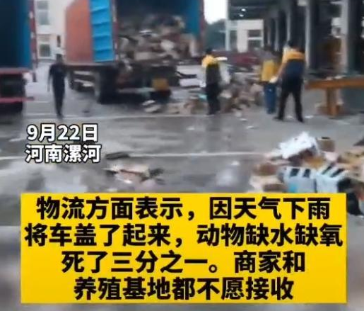 浩劫！数万只活体宠物因运输滞留缺氧大量死亡，谁该负责？