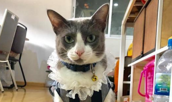 出差前把猫咪交给老妈照顾，回来时傻眼了，这猫过得比人还滋润！