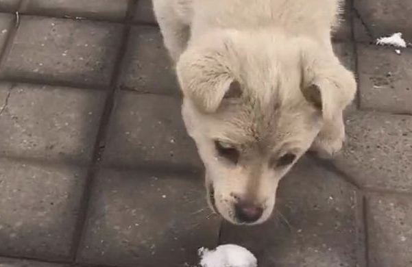 流浪犬在雪地里不离不弃，看上去像交往许久的“难兄难弟”，心酸