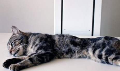 澳洲饲主反锁弃养 14只猫咪互啃求生存