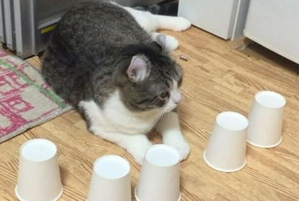 猫咪练成火眼金睛猜被子零失误 5个也能轻易猜出 猫咪练成火眼金睛猜被子零失误 5个也能轻易猜出