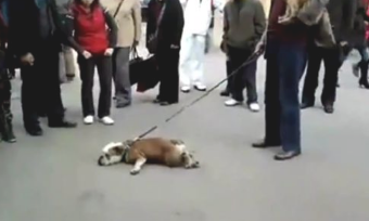 男主人不给狗狗买肉串，过路人都看不顺眼他了！