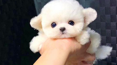 愿意一只聪明的狗狗？掌握家犬基因诉求后，难题便能得到解决