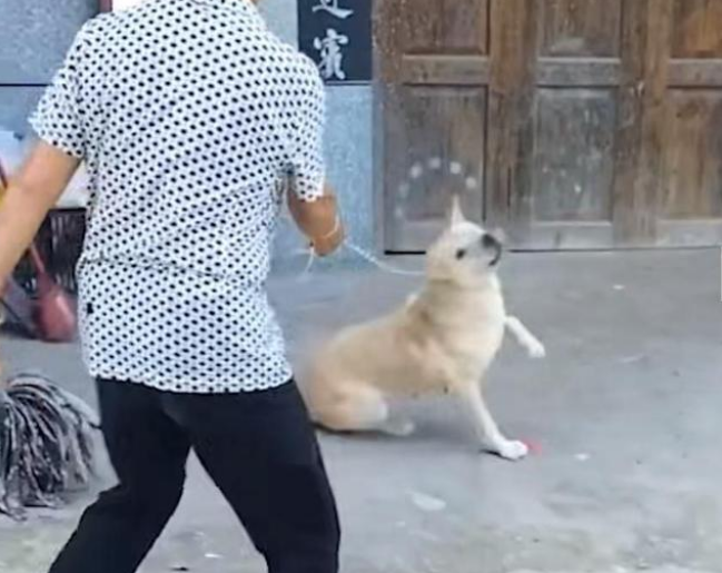 男主人不幸去世，女主人狠心将男主人最爱的土狗卖给狗贩子