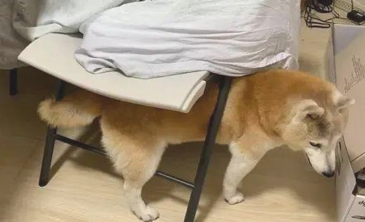 16岁柴犬失智，去到每一角落里都会各种各样卡......大哭求助！