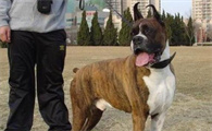 拳师犬发烧如何治疗？这篇文章给你答案！