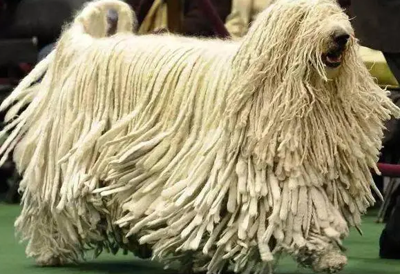 可蒙犬不爱洗澡怎么办？可能是你的方法不对哦~