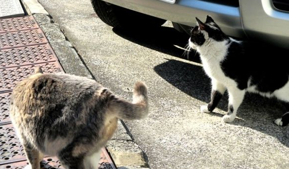 猫咪破窗而逃 主人心急寻找却发现在家门口翻滚