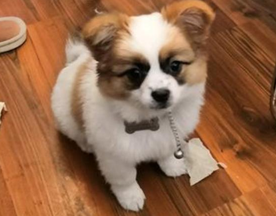 流浪犬蹲在店前等候好心人喂养,女生给点吃的后小家伙就寸步不离 流浪犬蹲在店前等候好心人喂养,女生给点吃的后小家伙就寸步不离