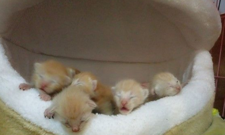7只小萌猫躲猫窝取暖 被窝好像一只哈仔 7只小萌猫躲猫窝取暖 被窝好像一只哈仔