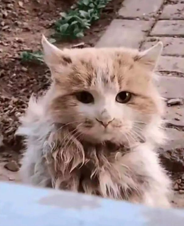 遇见了只流浪猫,身上邋遢掩盖不了它高贵气质,喵版的在逃公主? 遇见了只流浪猫,身上邋遢掩盖不了它高贵气质,喵版的在逃公主?