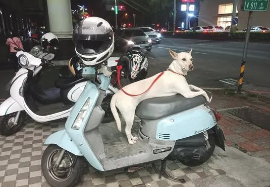 巧遇了2年前见过一面的狗砸，这货的姿态仿佛更性感迷人了...
