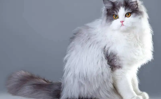 波斯猫一年可以生几个小猫?不知道的快来看看! 波斯猫一年可以生几个小猫?不知道的快来看看!