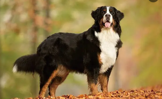 如何延长伯恩山犬的寿命?这些方法需要掌握! 如何延长伯恩山犬的寿命?这些方法需要掌握!
