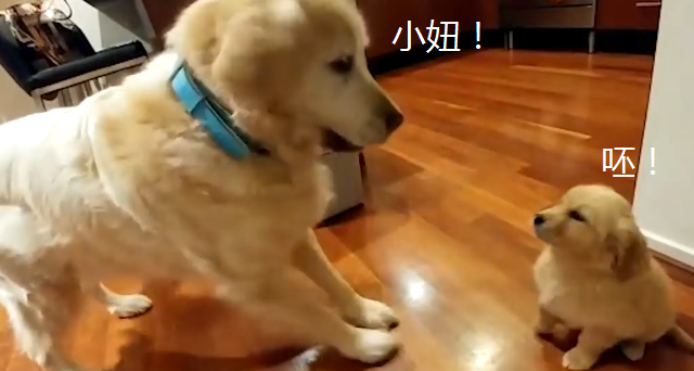 主人给金毛找了“媳妇儿”，狗子各种各样套近乎，汪：大爷你哪人