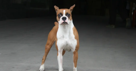 拳师犬皮肤瘙痒怎么办?不要慌,这些方法要牢记! 拳师犬皮肤瘙痒怎么办?不要慌,这些方法要牢记!