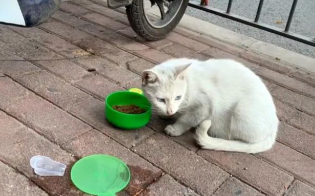 享了10天福的流浪猫,因意外去了喵星,流浪猫的一生有多短? 享了10天福的流浪猫,因意外去了喵星,流浪猫的一生有多短?