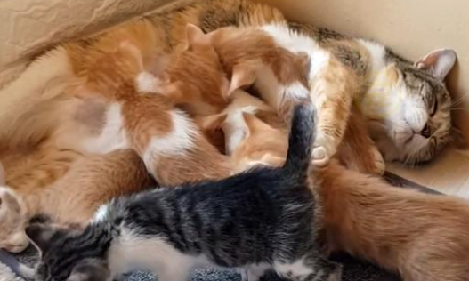 挺着大肚子的流浪猫妈妈,为食物的讨好人类,生小猫时竟遭遇难产 挺着大肚子的流浪猫妈妈,为食物的讨好人类,生小猫时竟遭遇难产