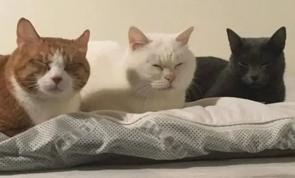 跟人一样大的猫 | 这猫竟跟人一样大，还跟宝宝同床共枕！俩家伙的睡觉姿势把人笑喷