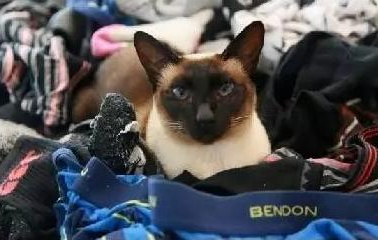 惊现专偷男士内裤的怪癖猫，特殊爱好让主人无奈搬家